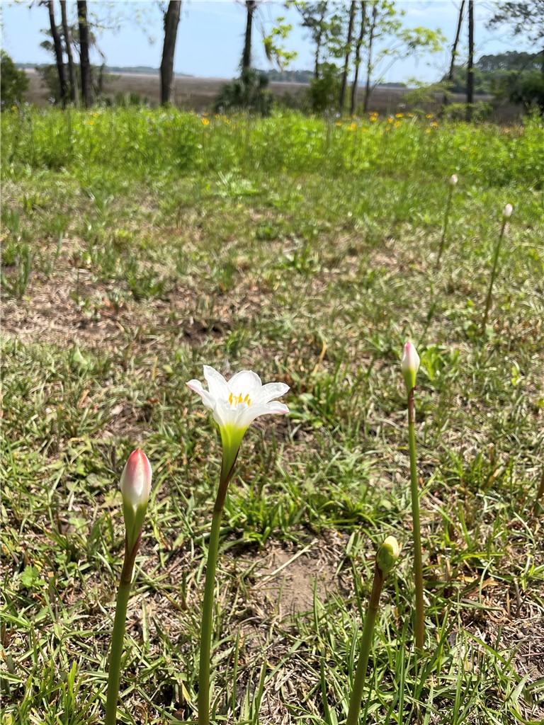 14009 Highway 99 Darien, GA 31305 - Photo 51 of 52