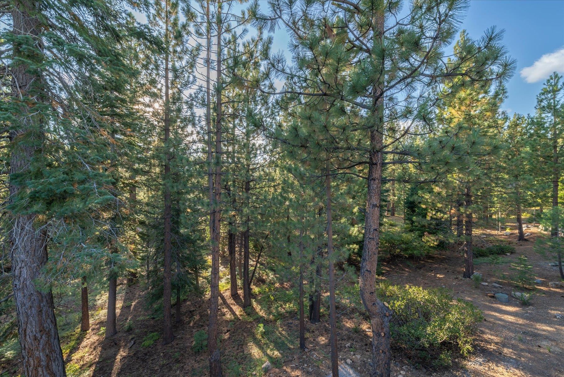 15330 Wolfgang Road Truckee, CA 96161 - Photo 21 of 21 a view of a forest with trees