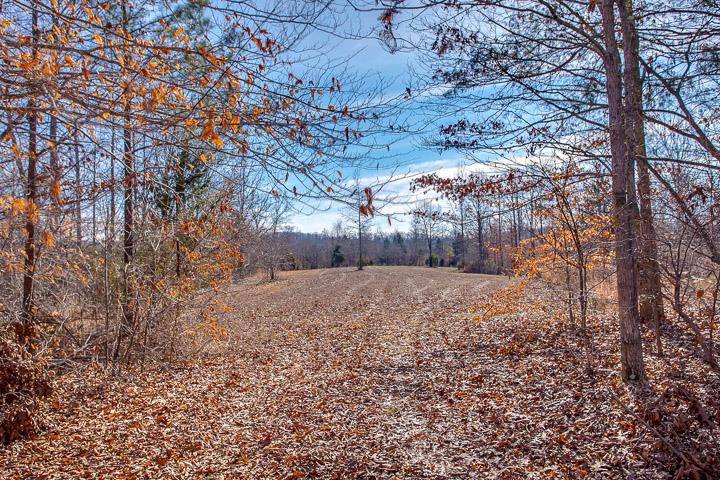 9400 Warf Road Primm Springs, TN 38476 - Photo 5 of 23 a view of a yard with plants and trees