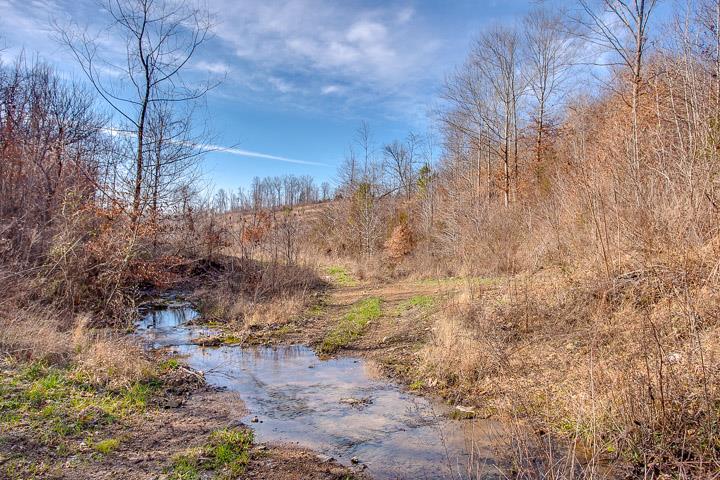 9400 Warf Road Primm Springs, TN 38476 - Photo 10 of 23 a view of a yard with lots of bushes and trees