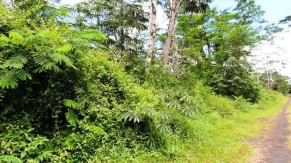 a view of a lush green forest