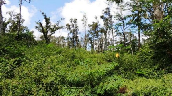 653 Pahoa Road Pahoa, HI 96778 - Photo 2 of 4 a view of a forest
