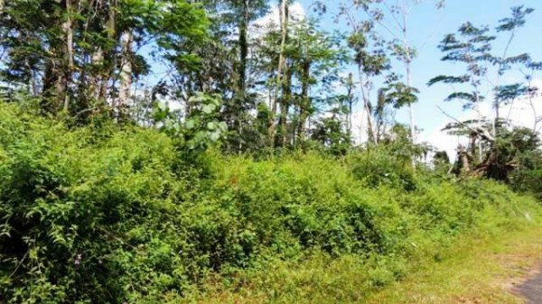 653 Pahoa Road Pahoa, HI 96778 - Photo 3 of 4 a view of a lush green forest with lots of trees