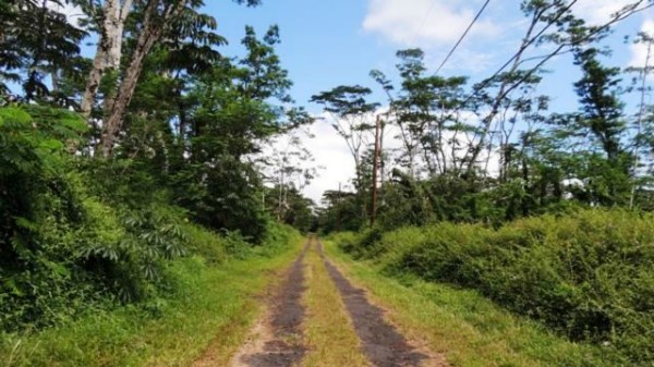 653 Pahoa Road Pahoa, HI 96778 - Photo 4 of 4 a view of a pathway both side of yard