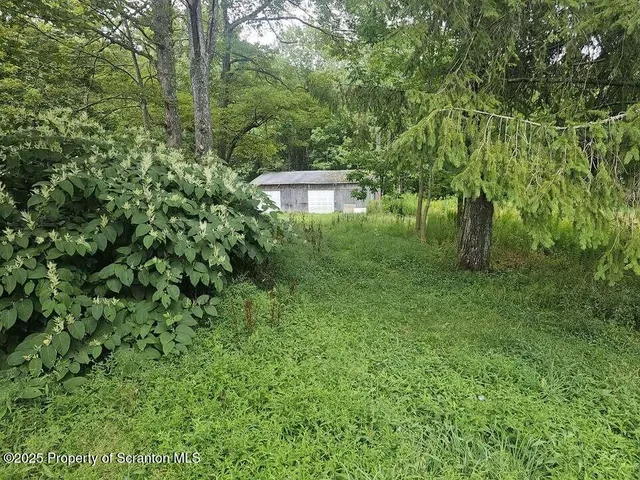 a view of a lush green forest
