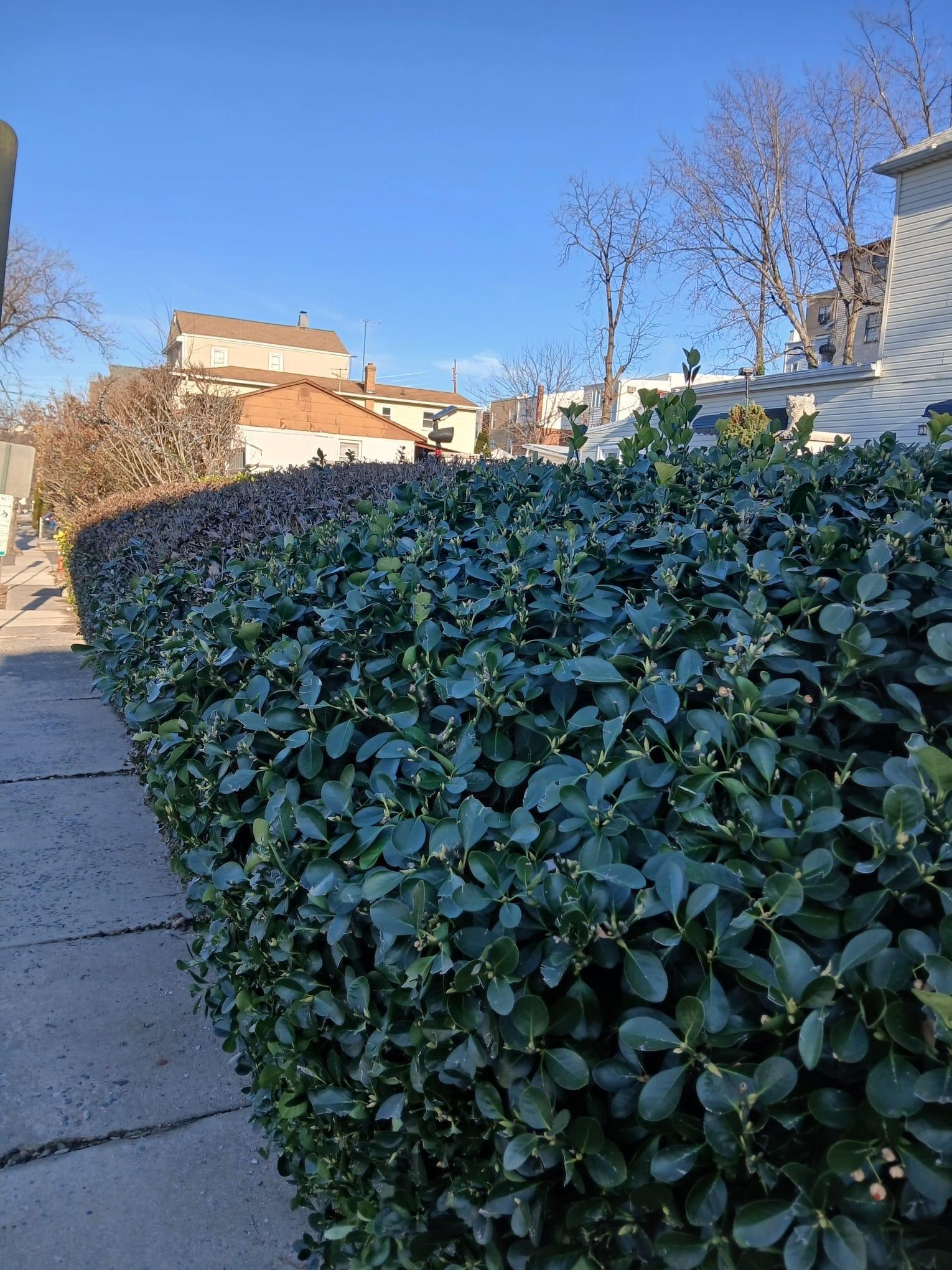 1212 89th Street North Bergen, NJ 07047 - Photo 11 of 41 a view of a bunch of trees