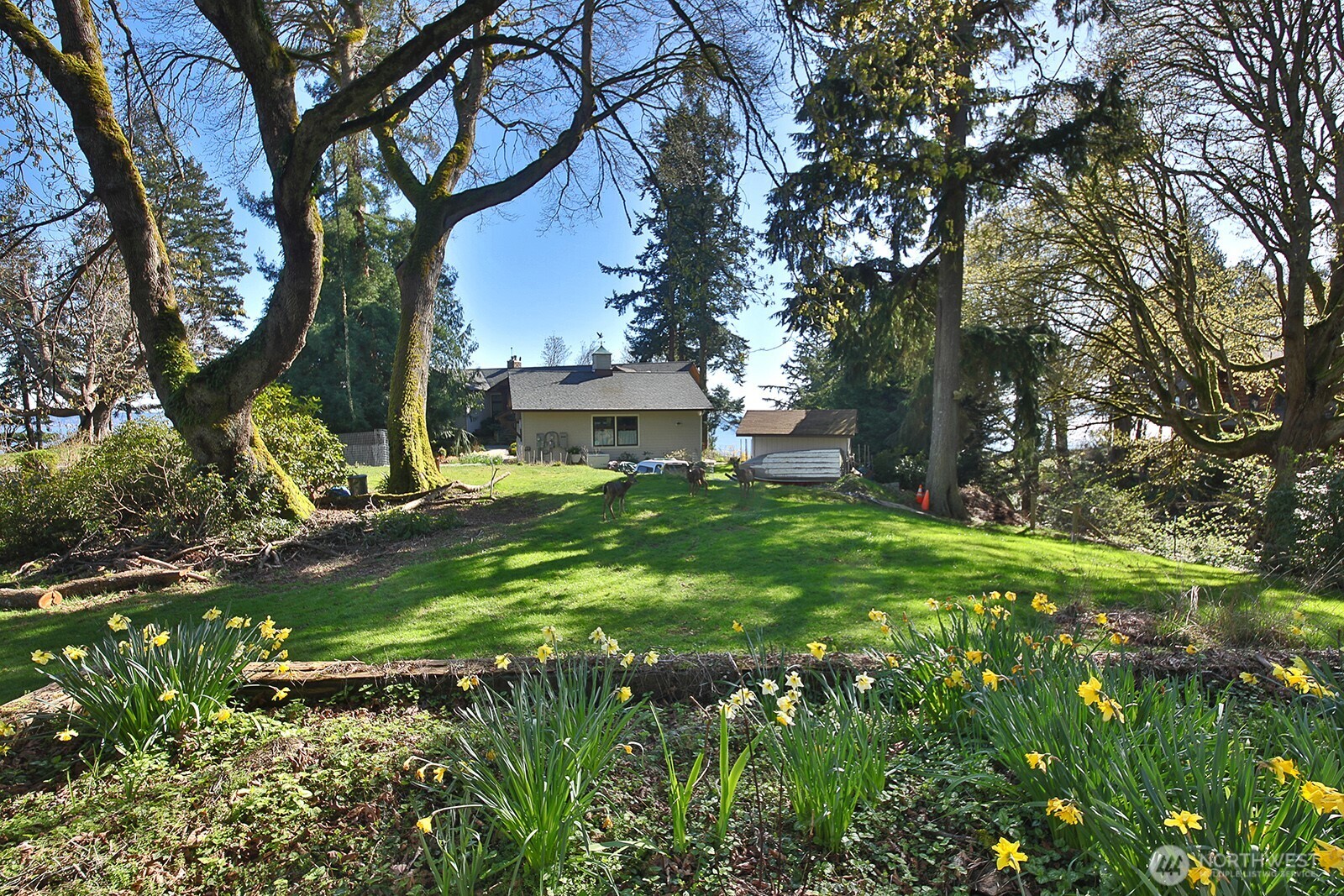 0 Lopez Drive Clinton, WA 98236 - Photo 6 of 18 a view of a yard with plants and large trees