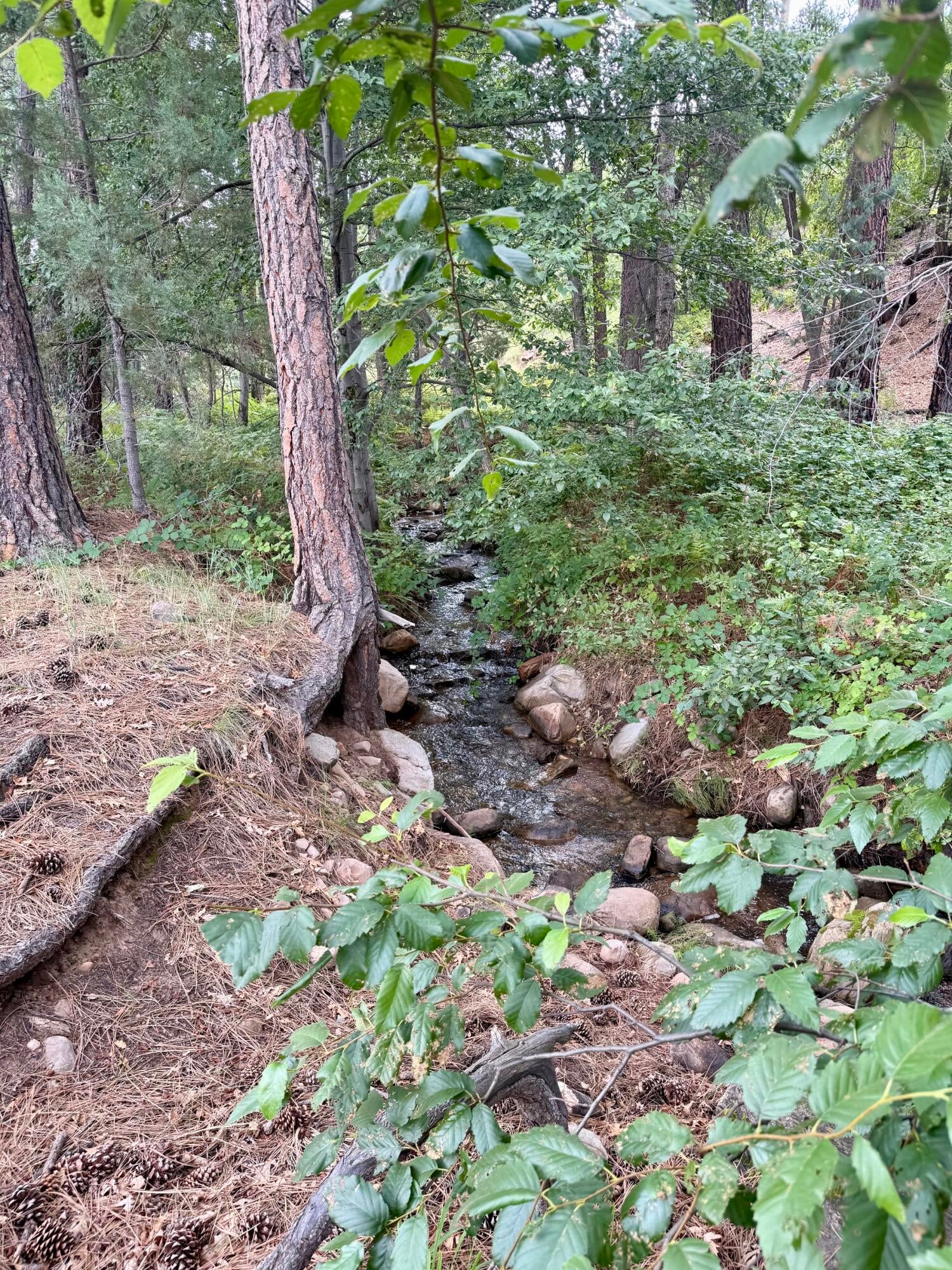165 Burnt Point Trail Payson, AZ 85541 - Photo 9 of 14 Gallery Image 9