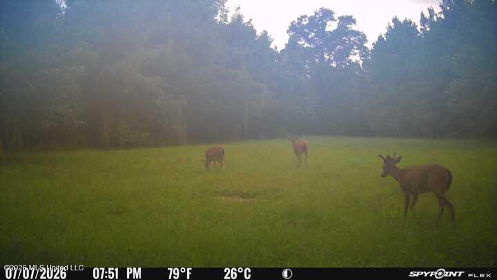 232 Knoxo Columbia Road Tylertown, MS 39667 - Photo 121 of 123 IMG_7631