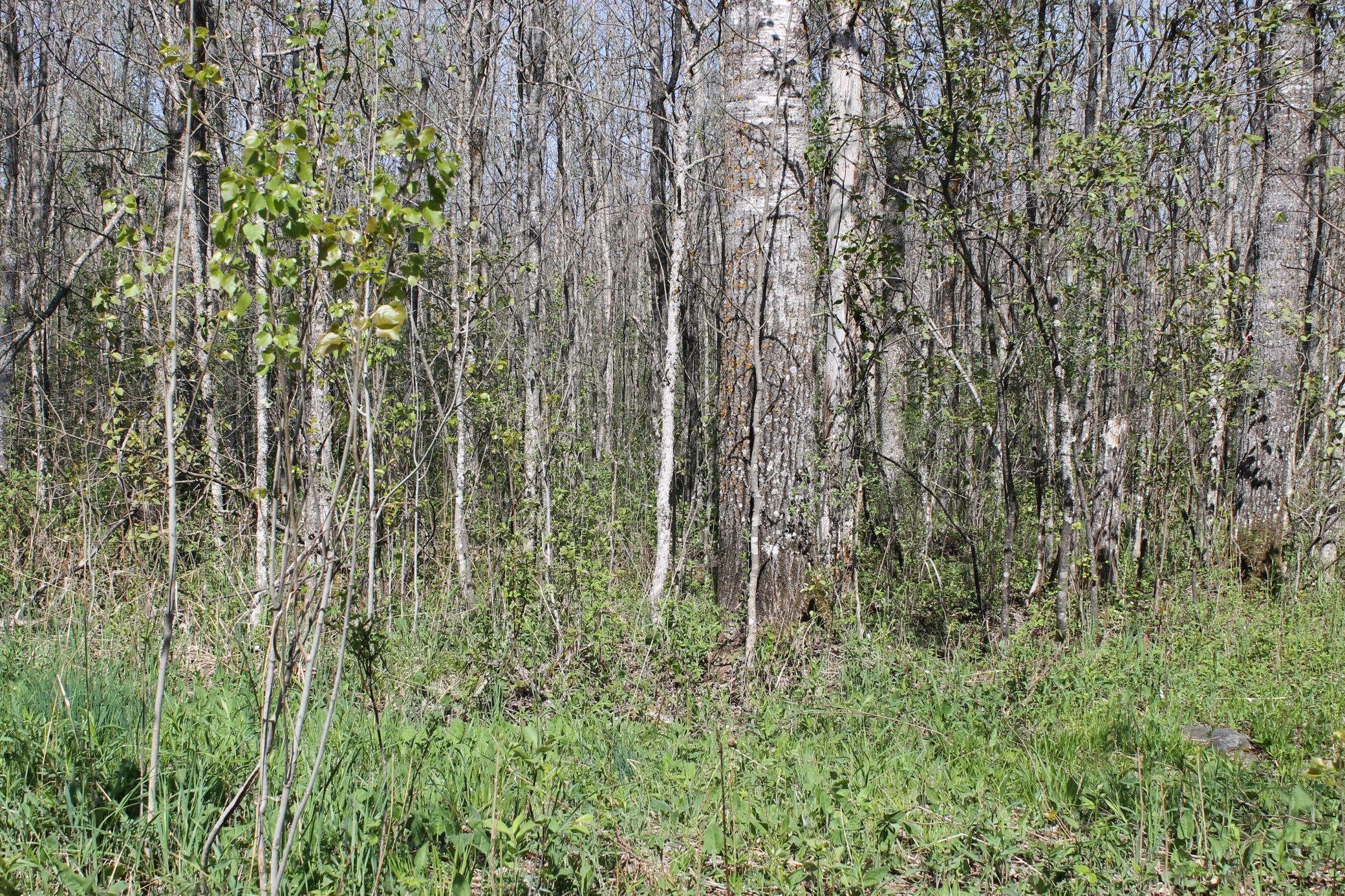 2668 M T Nelson Road Barnum, MN 55707 - Photo 7 of 25