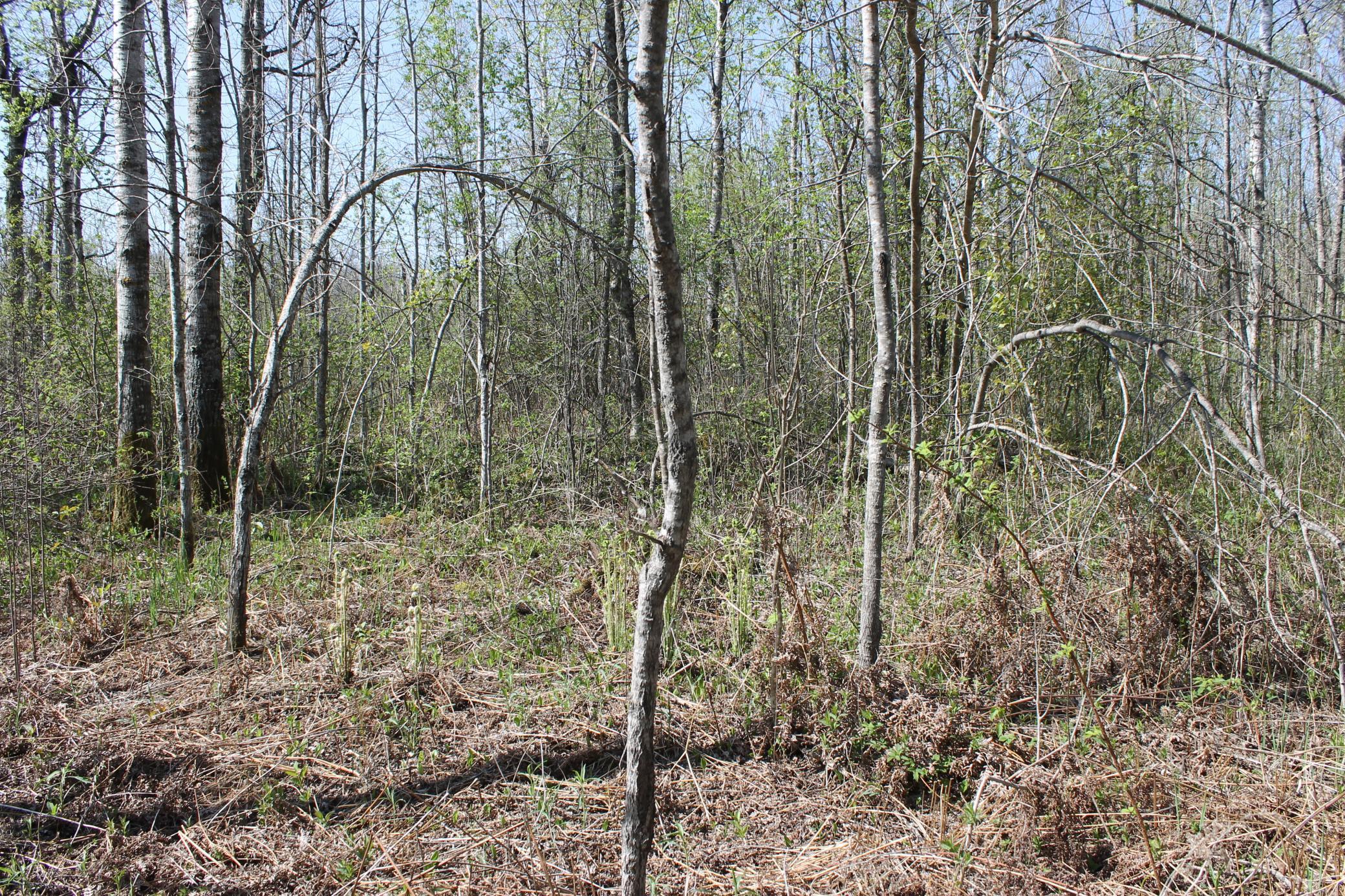 2668 M T Nelson Road Barnum, MN 55707 - Photo 8 of 25