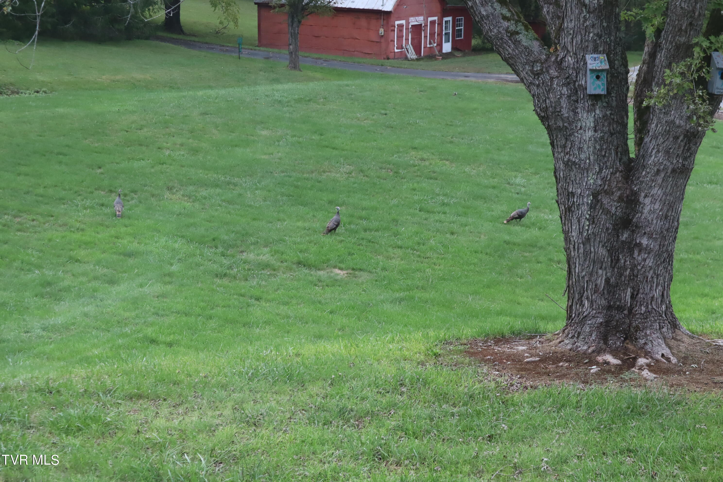 1120 Rocky Way Del Rio, TN 37727 - Photo 69 of 70 IMG_1816