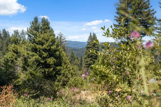 a view of a flower in a garden