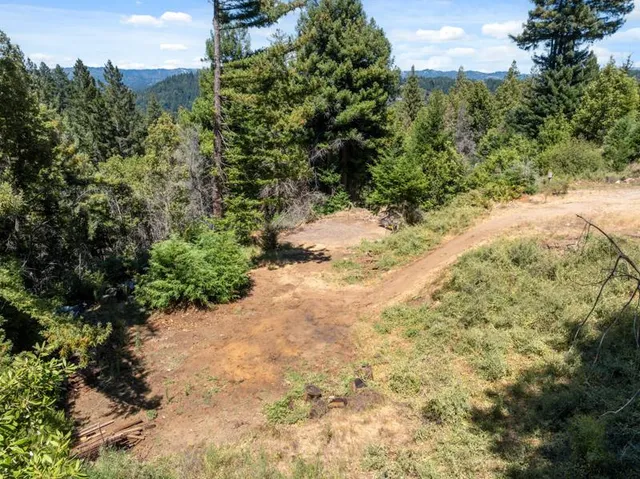 a view of a yard with plants and large trees