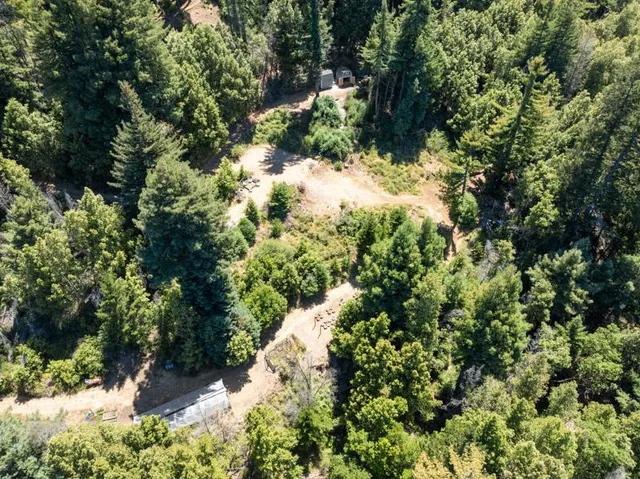 a view of a forest with a tree