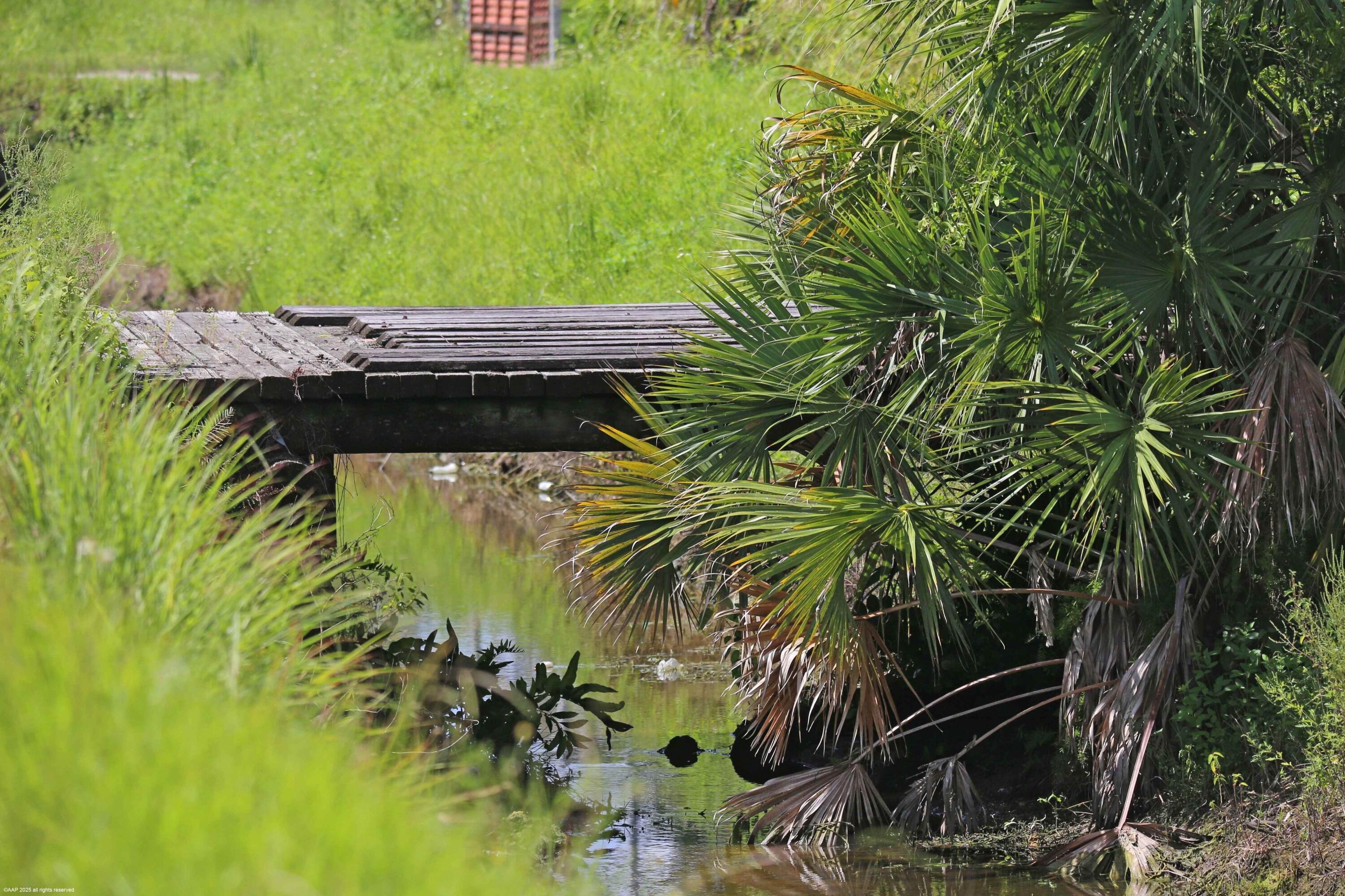 2761 E Road Loxahatchee Groves, FL 33470 - Photo 14 of 21 a view of a backyard with plants
