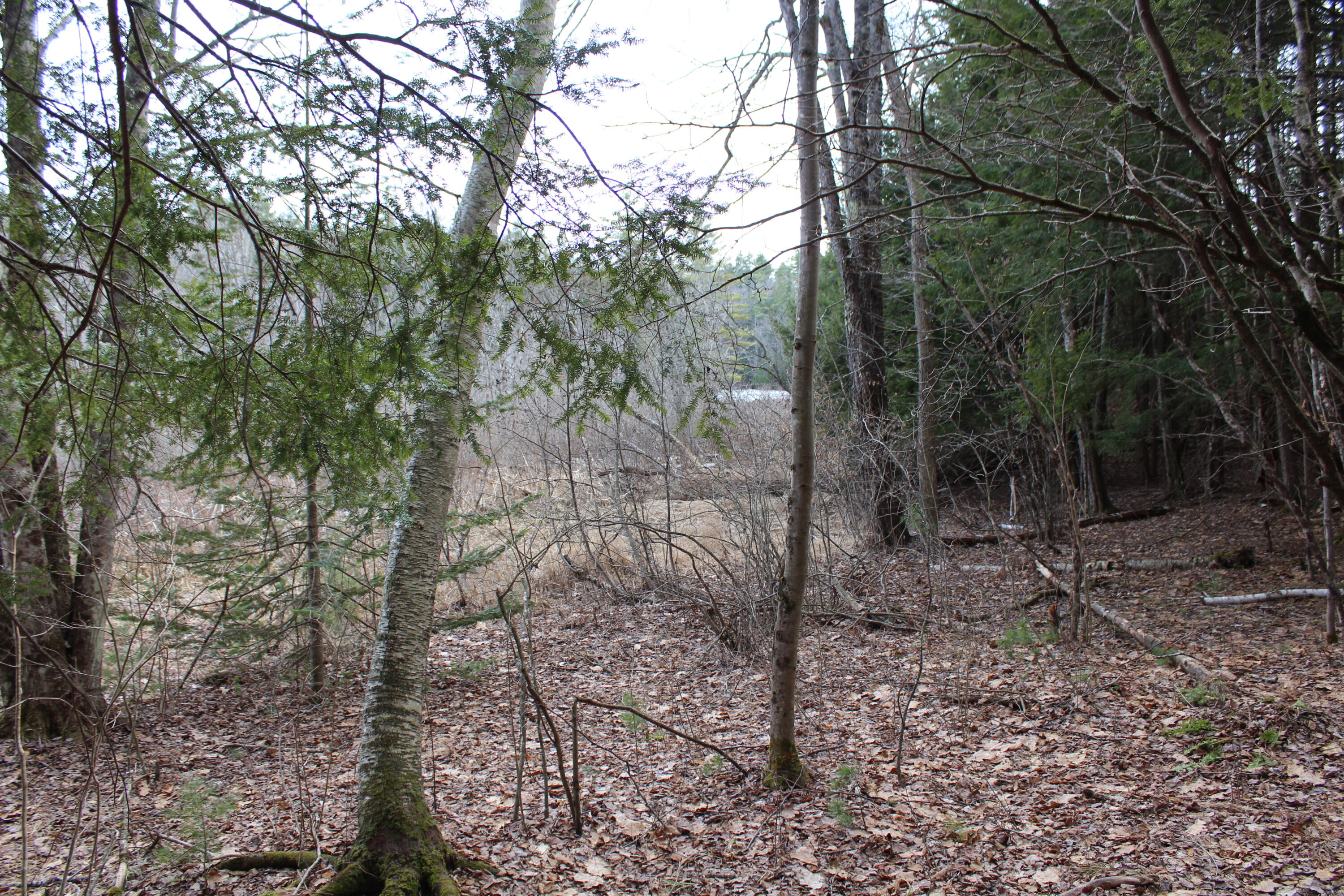 Lot 00 Knight Farm Road Kennebunk, ME 04043 - Photo 14 of 20 Abuts Conservation
