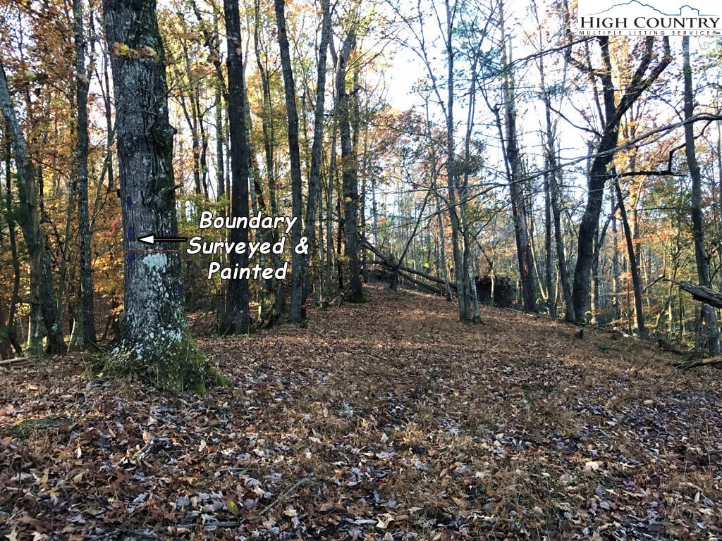 0 Mozelles Road Purlear, NC 28665 - Photo 13 of 21 a view of outdoor space with lots of trees