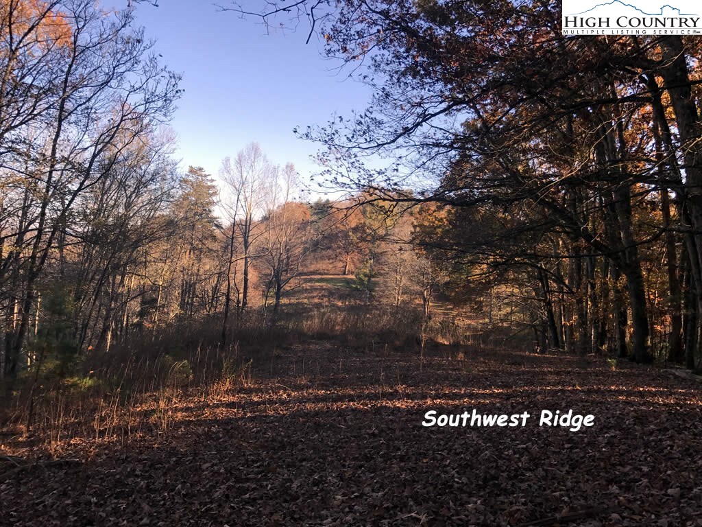 0 Mozelles Road Purlear, NC 28665 - Photo 10 of 21 a view of a yard