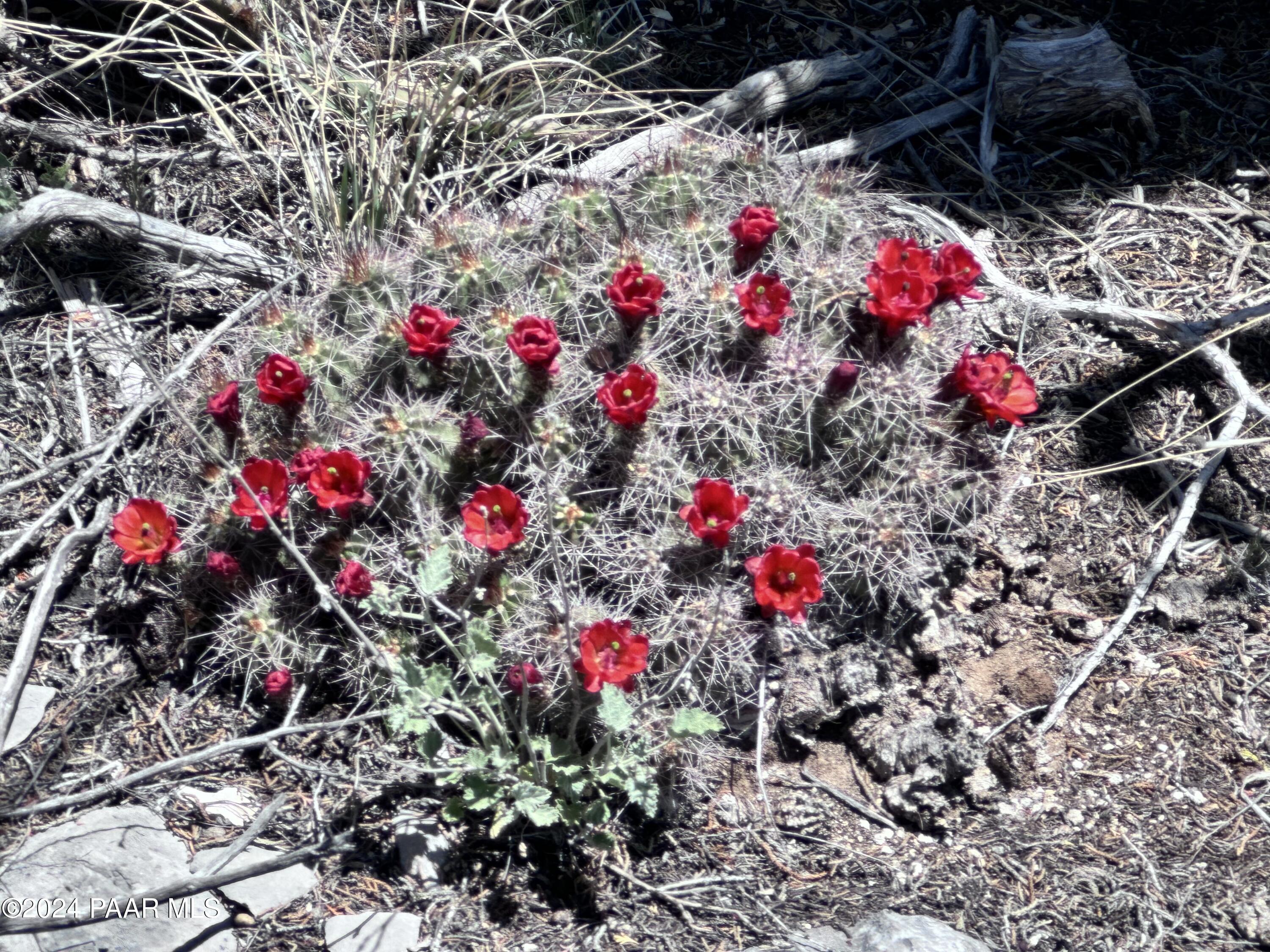 J Peaceful Hill Road Seligman, AZ 86337 - Photo 5 of 16 30130001J N Peaceful Hill Rd12