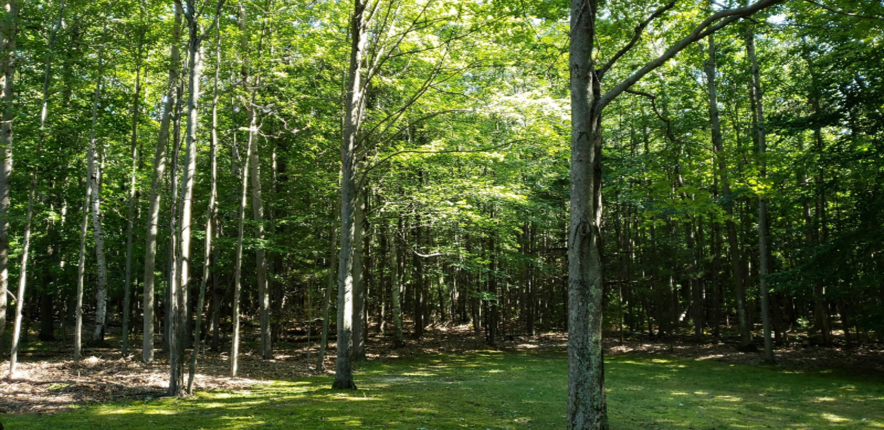 4249 Fox Farm Road Manistee, MI 49660 - Photo 21 of 50 20180911_153817