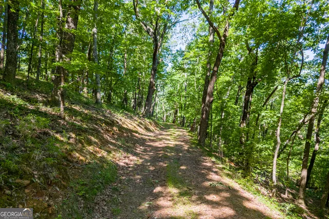 a view of a forest filled with trees