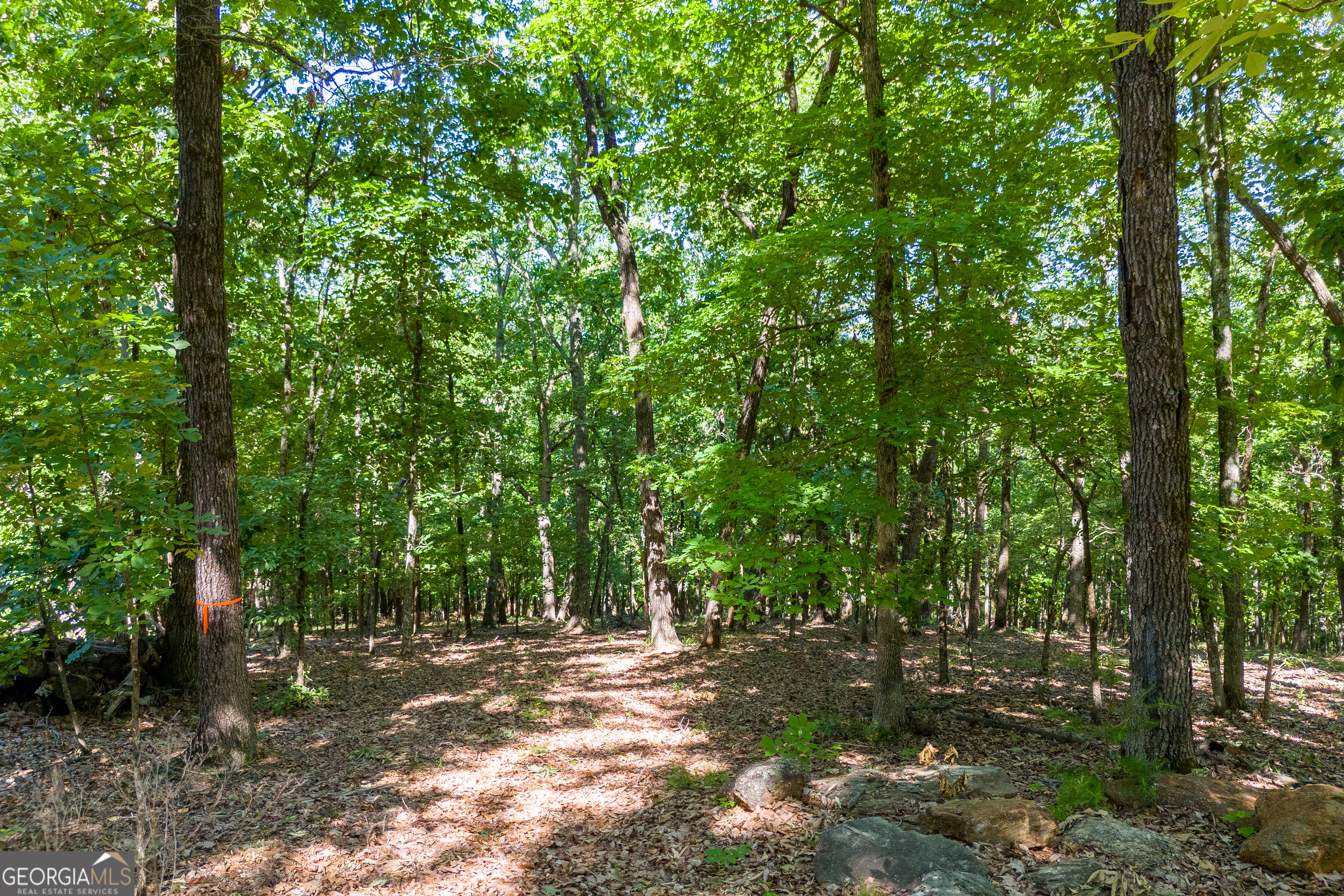 5012 Alec Mountain Road Clarkesville, GA 30523 - Photo 32 of 37 a big yard with lots of green space and trees