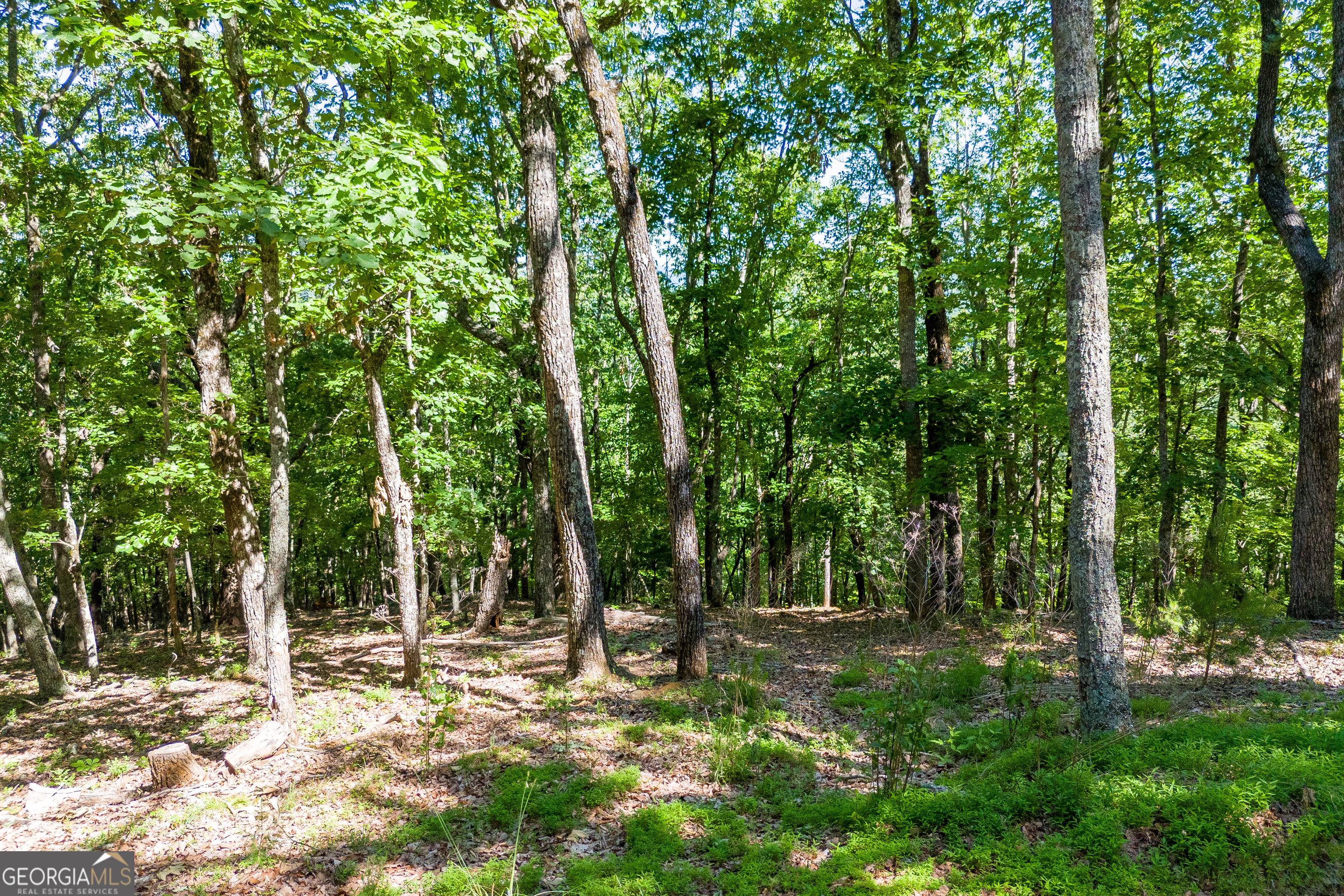 5012 Alec Mountain Road Clarkesville, GA 30523 - Photo 33 of 37 a view of a forest filled with trees