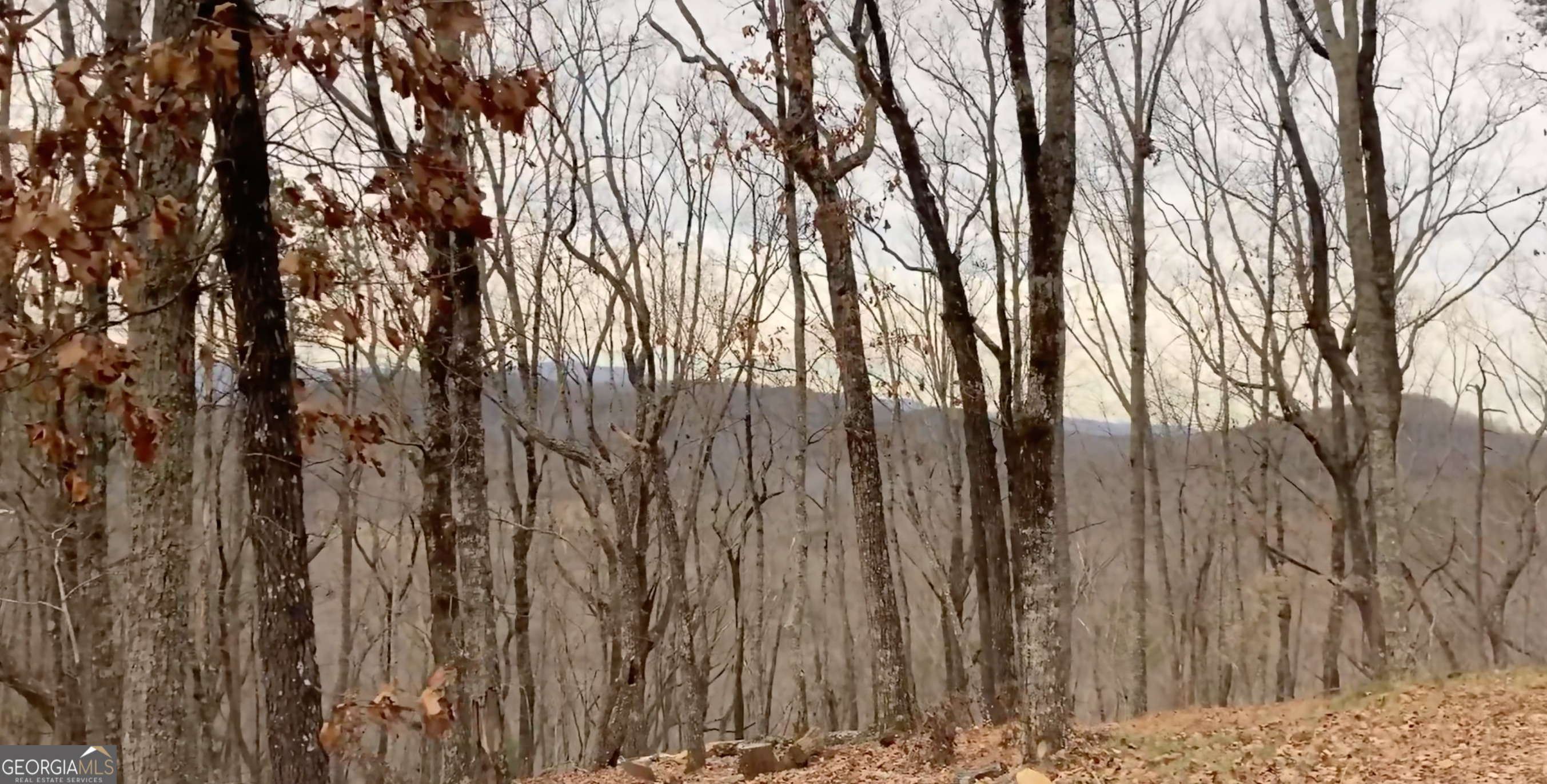 5012 Alec Mountain Road Clarkesville, GA 30523 - Photo 37 of 37 a view of forest