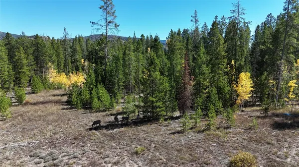 a view of a forest with a trees