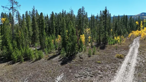 a view of a forest
