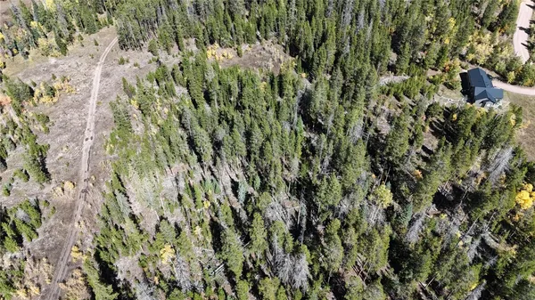 a view of a forest with a tree