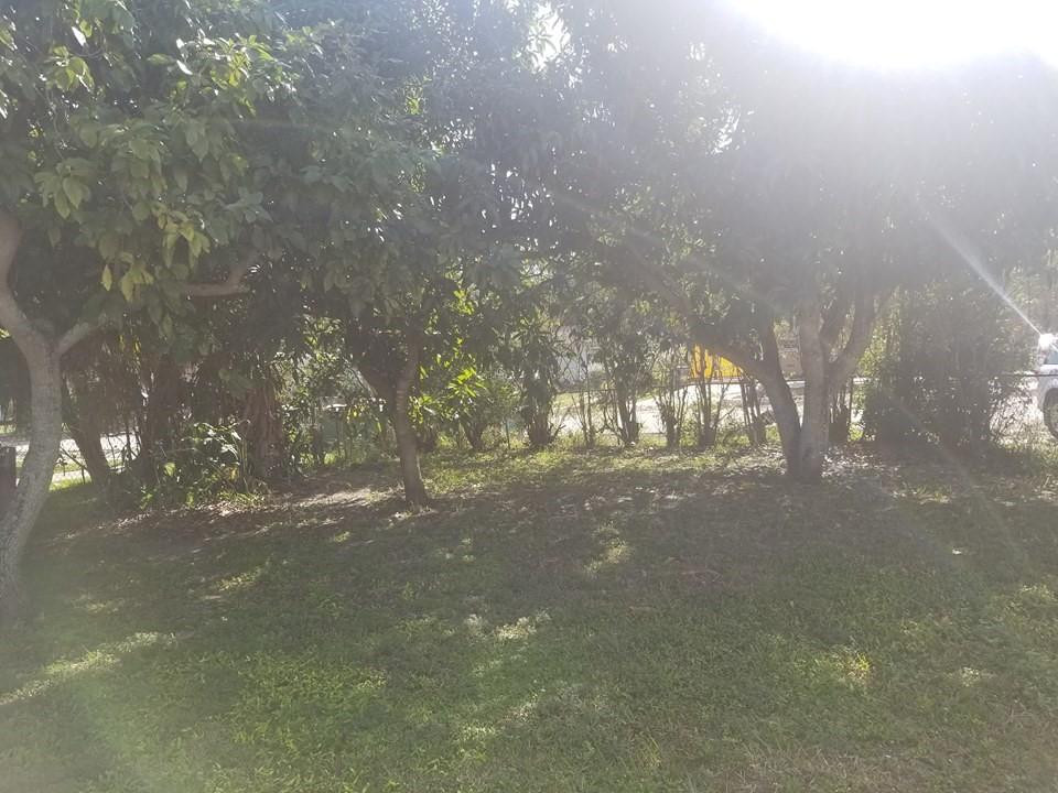 6830 Southwest 23rd Street Miramar, FL 33023 - Photo 7 of 17 a picture of a tree in a yard