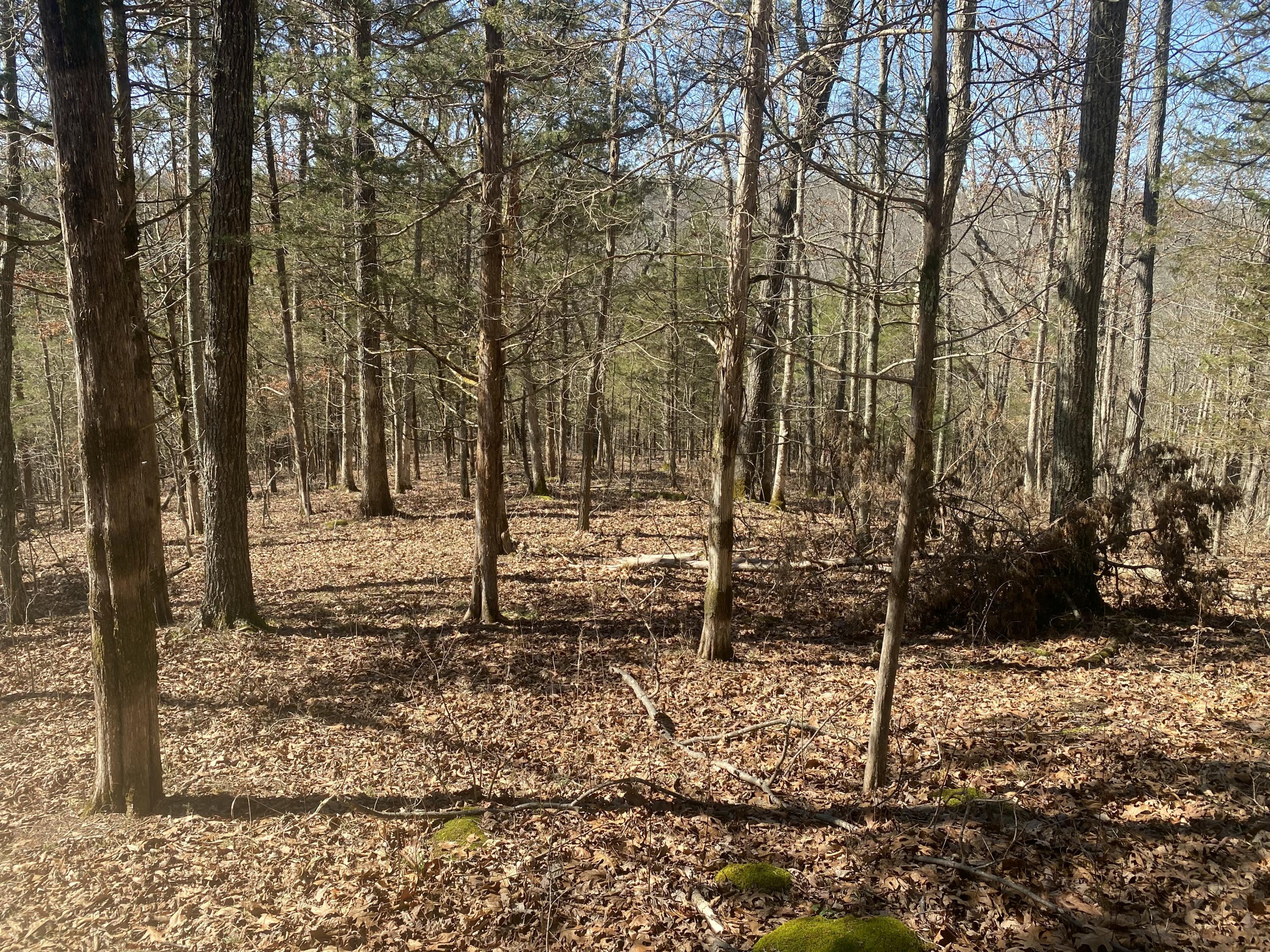 0 Mattox Road Falmouth, KY 41040 - Photo 13 of 19