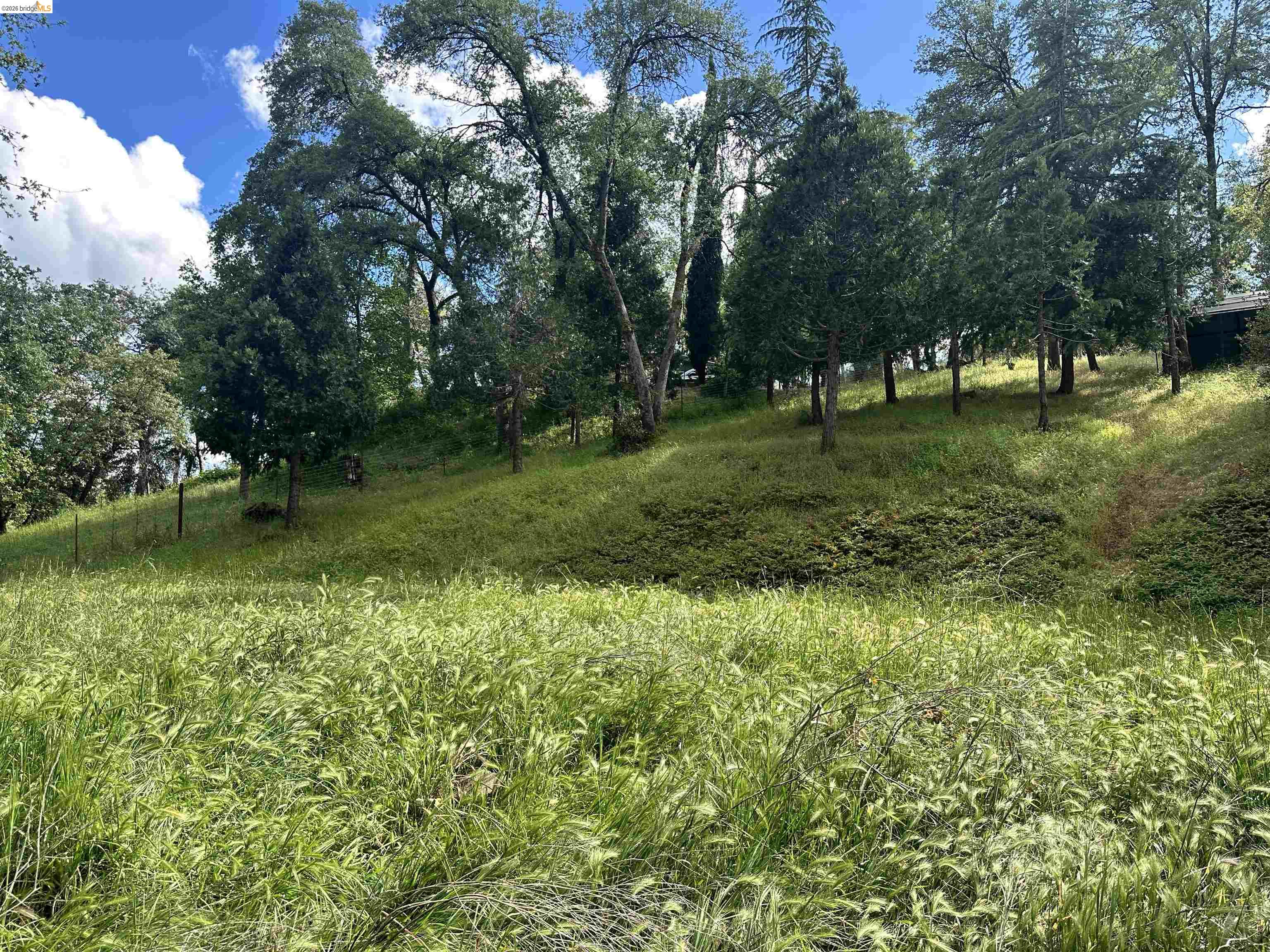 20231 Hidden Acres Road Sonora, CA 95370 - Photo 6 of 25 Natural landscape featuring a sloped terrain with mature trees and varied green foliage