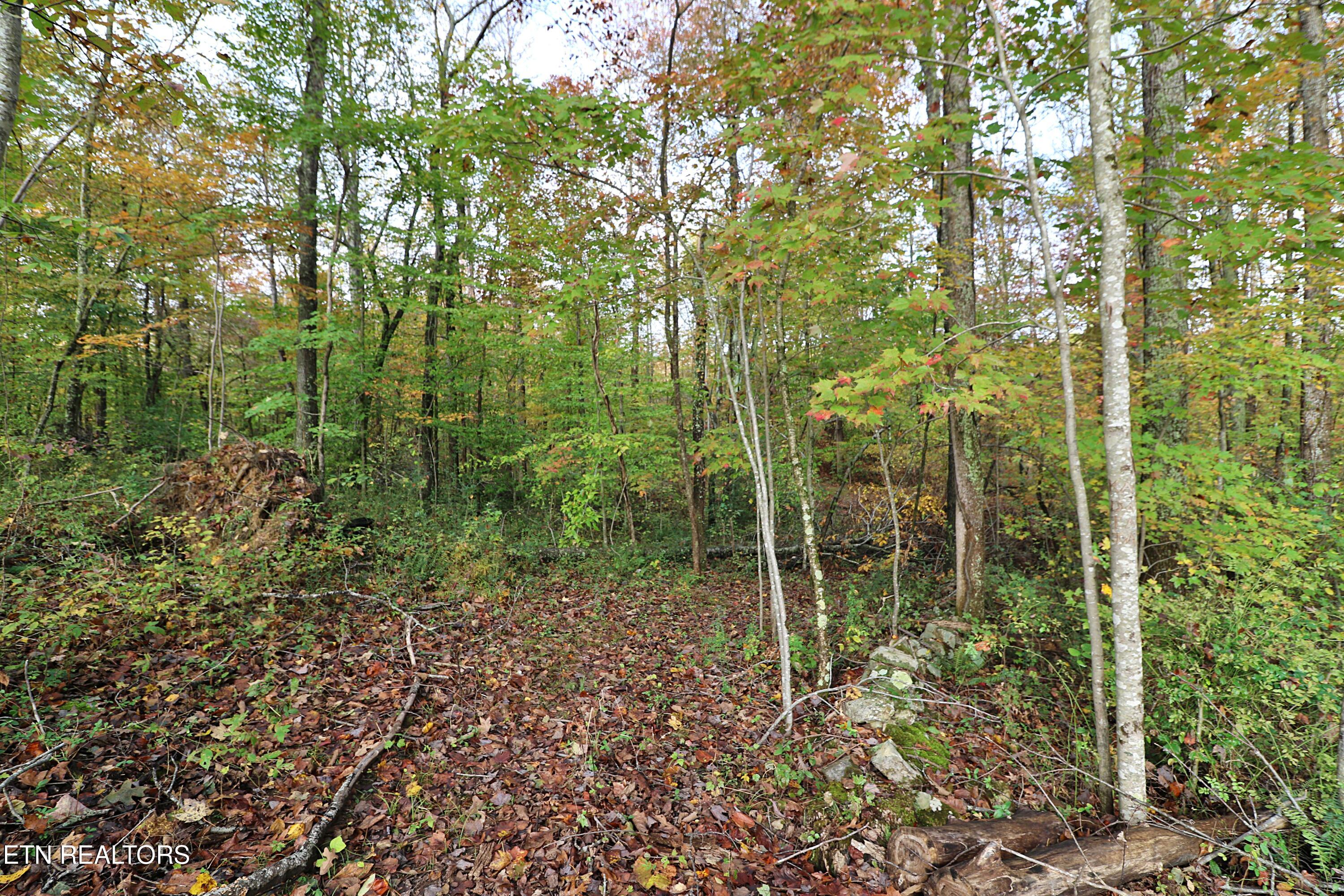 1058 Mountain View Road Robbins, TN 37852 - Photo 40 of 55 094A2497