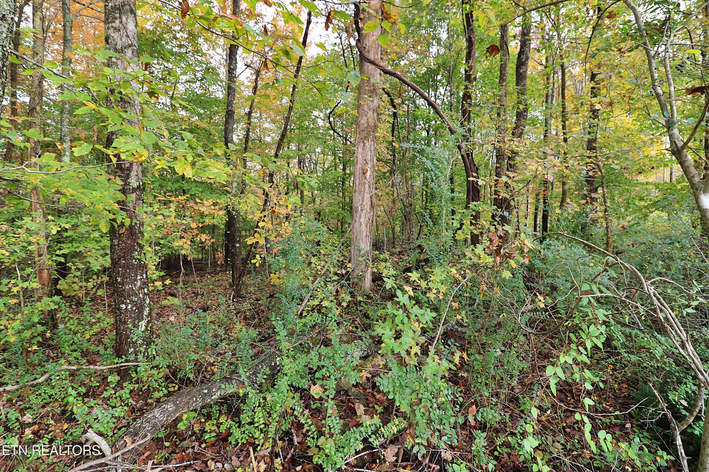 1058 Mountain View Road Robbins, TN 37852 - Photo 46 of 55 094A2510