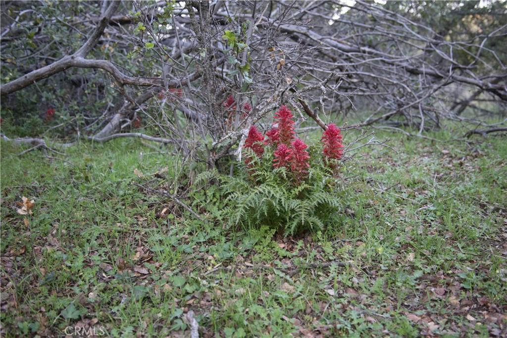 18 Unassigned Usona Road Mariposa, CA 95338 - Photo 14 of 14 wild ferns scattered about