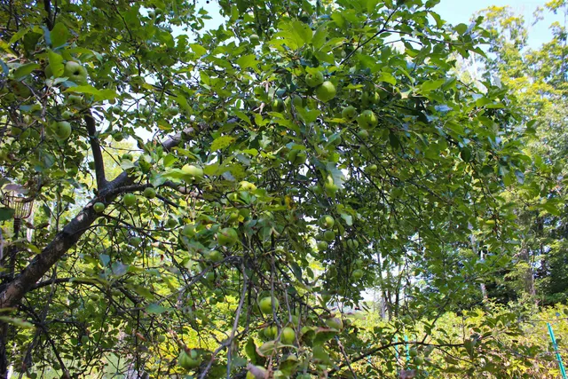 $595,000 | 339 Burt Hill Road, Winchester, NH 03470