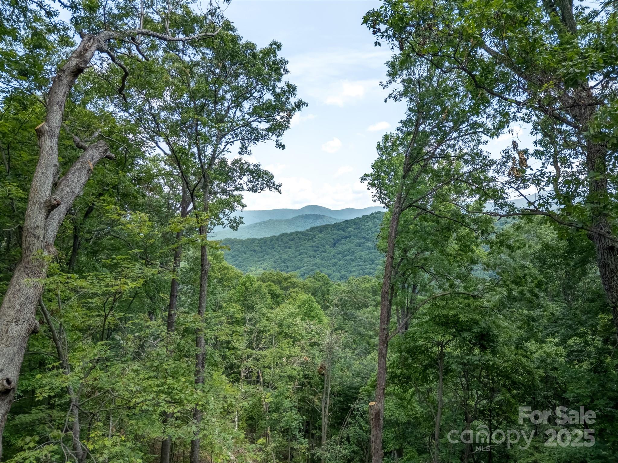 100 White Rock Br Road Candler, NC 28715 - Photo 12 of 32 a view of a lush green forest with trees in the background