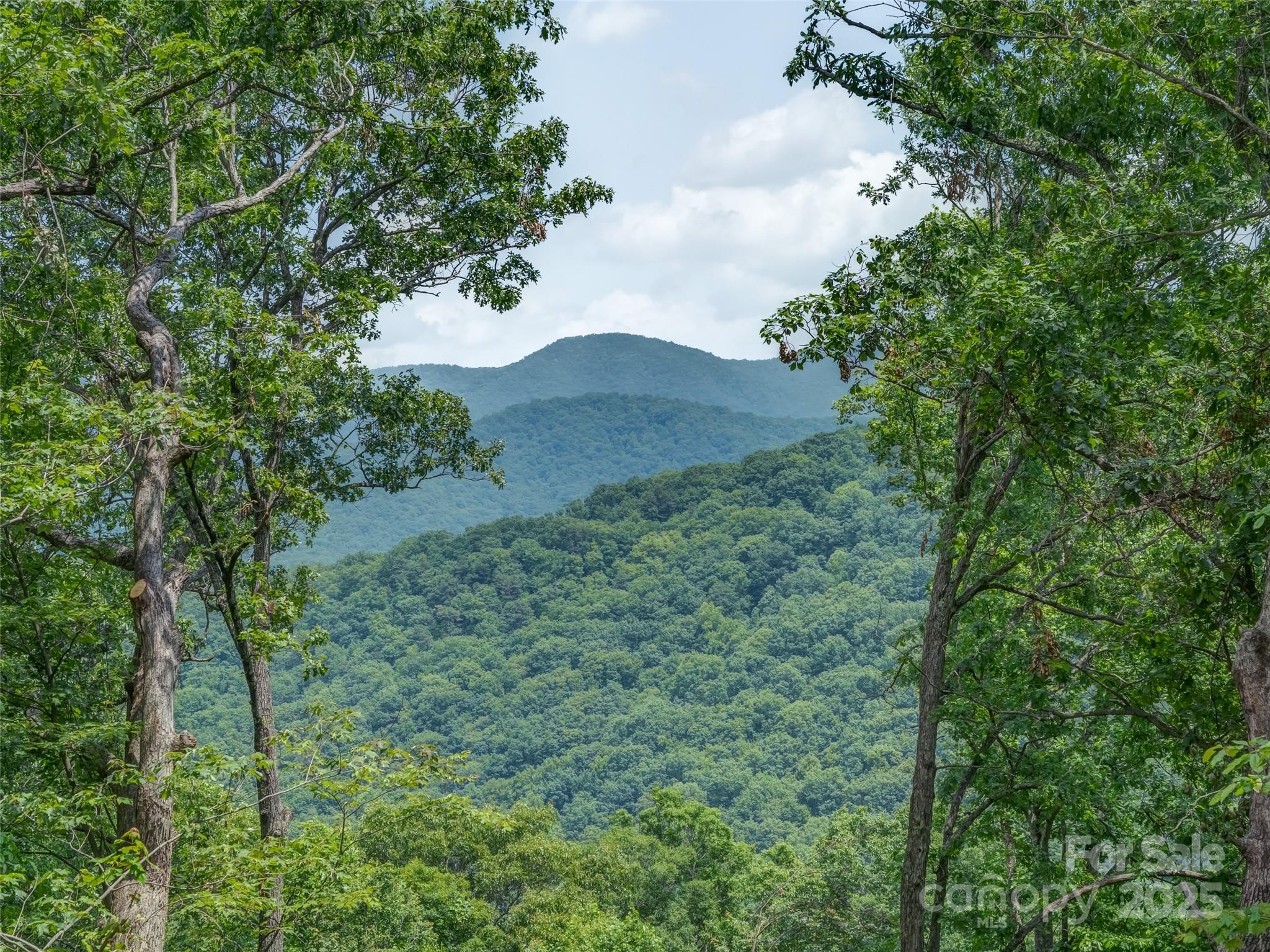 100 White Rock Br Road Candler, NC 28715 - Photo 14 of 32 a view of a lush green forest with lots of trees