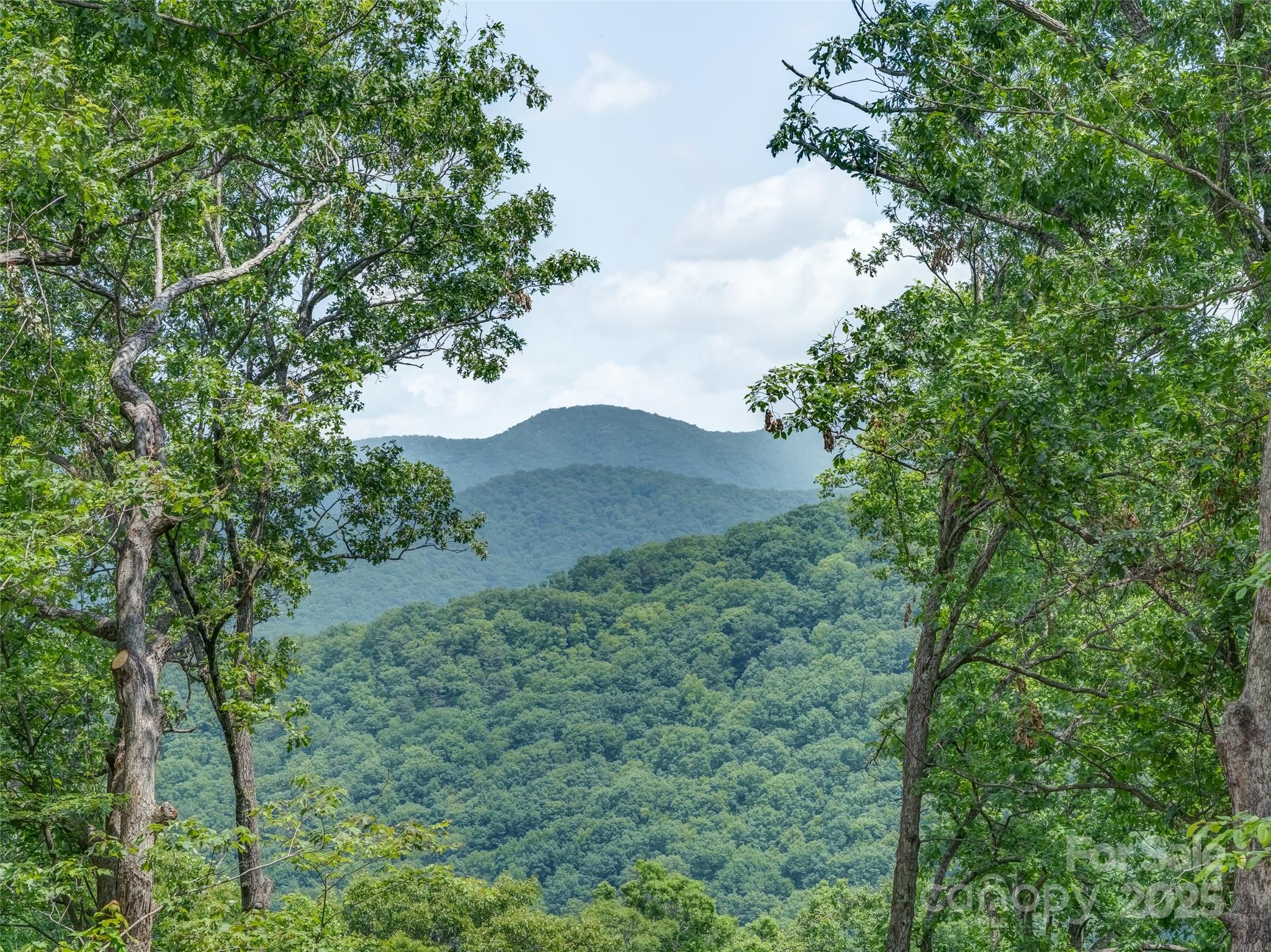 100 White Rock Br Road Candler, NC 28715 - Photo 15 of 32 a view of a tree in a field with a tree