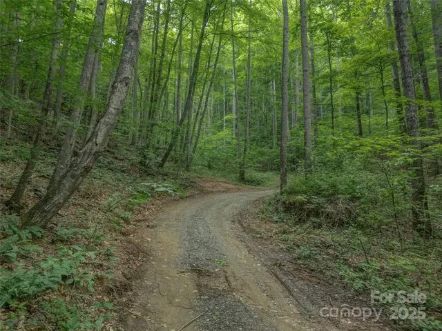 a view of a lush green forest