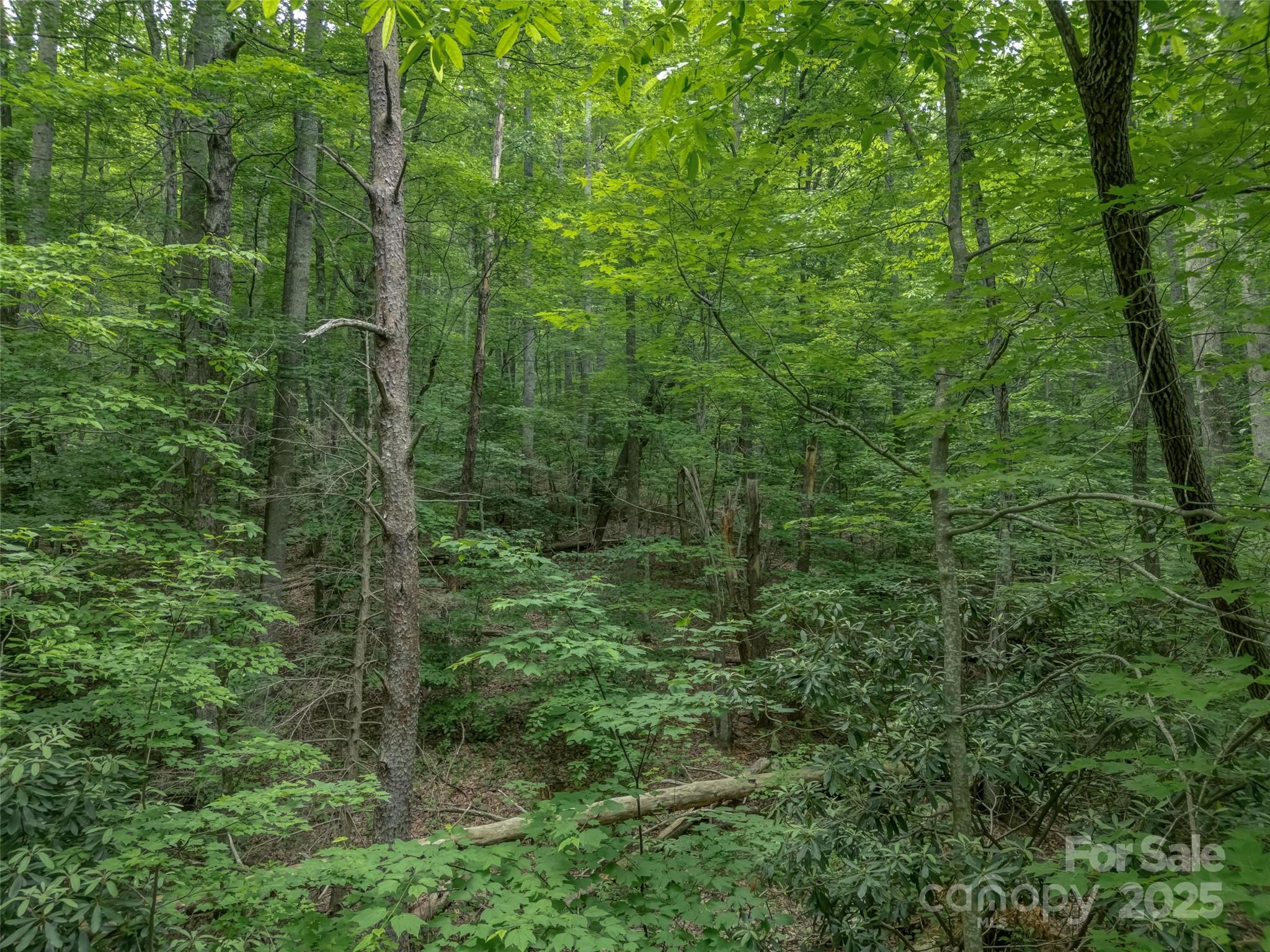 100 White Rock Br Road Candler, NC 28715 - Photo 20 of 32 a view of a forest with a street