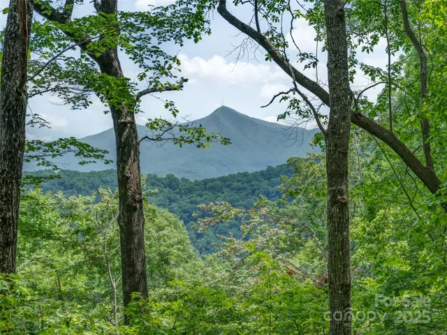 a view of a tree in a yard