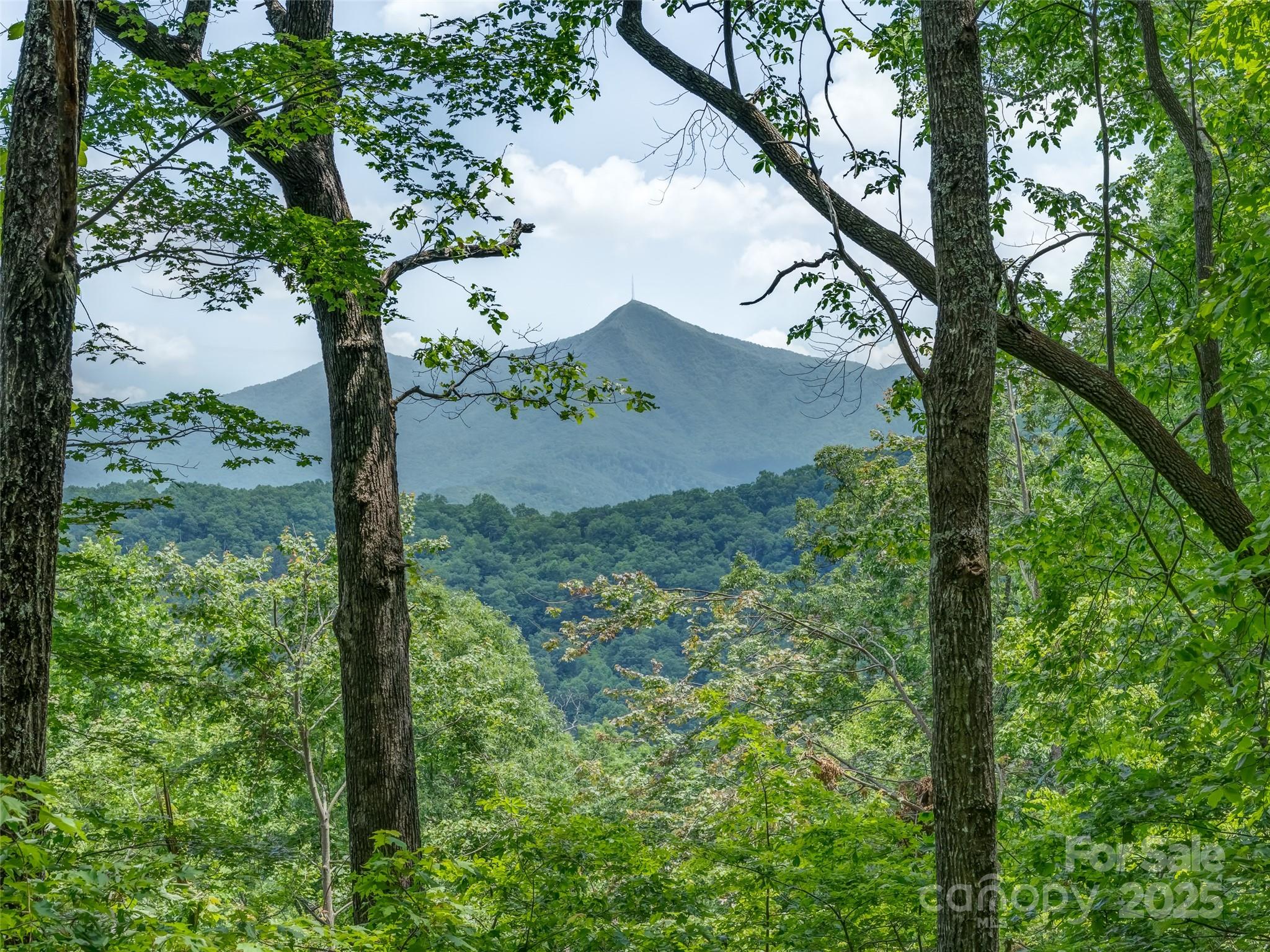 100 White Rock Br Road Candler, NC 28715 - Photo 2 of 32 a view of a tree in a yard