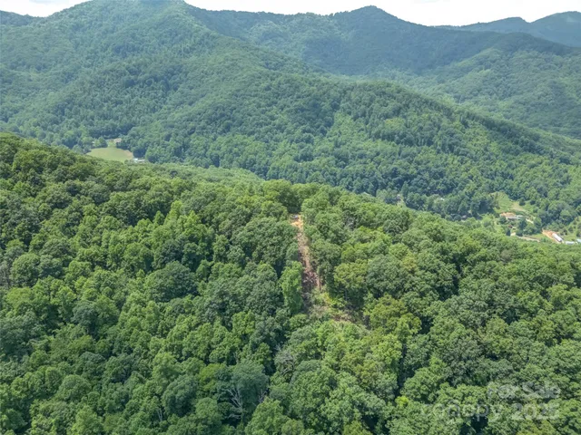 a view of a lush green forest with lush green forest