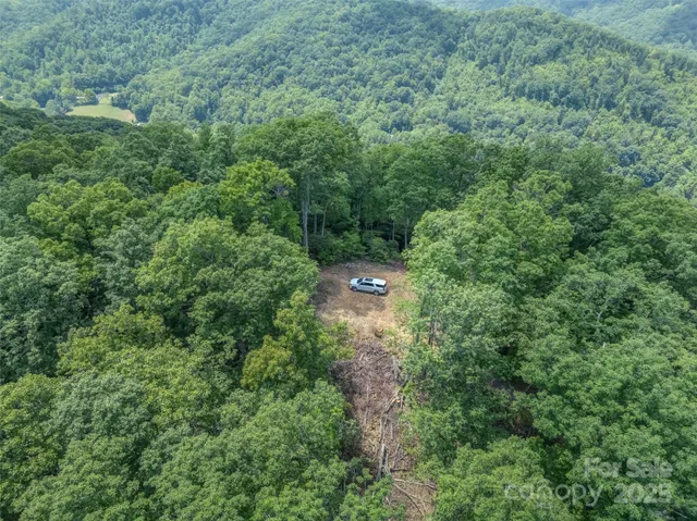 a view of a forest with trees and grass