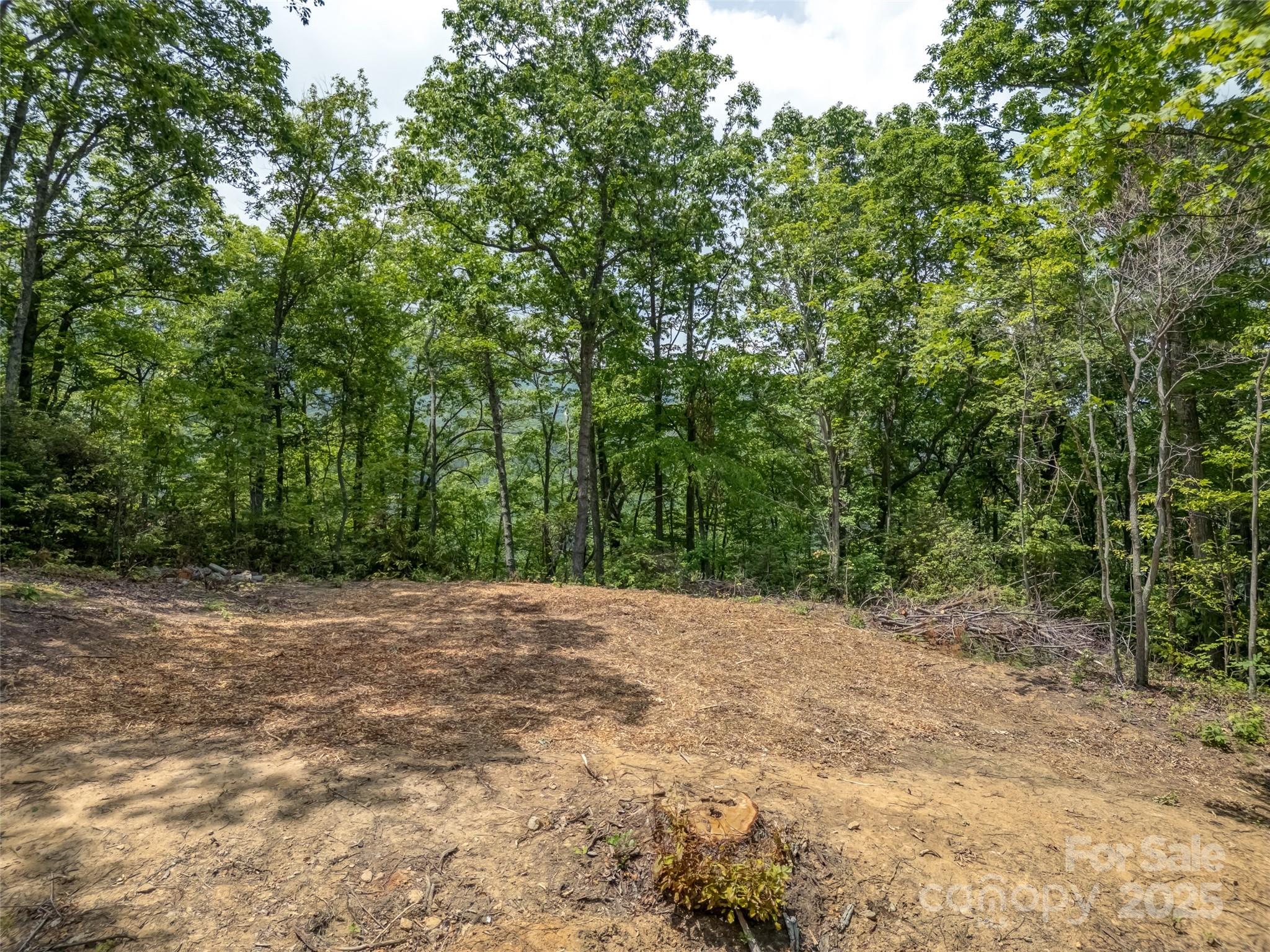 100 White Rock Br Road Candler, NC 28715 - Photo 7 of 32 a view of a yard with plants and trees