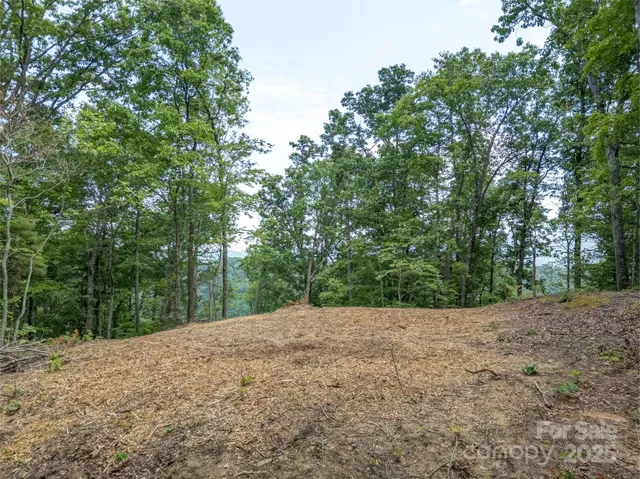 a view of a yard with large trees